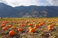 Keremeos Pumpkin Patch Royalty Free Stock Photo