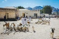 Goats Men Seller in Traditional White Dress on the Local Animal Market