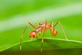 Kerengga ant-like jumper spider