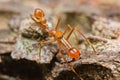 Kerengga ant-like jumper spider Royalty Free Stock Photo