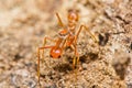 Kerengga ant-like jumper spider Royalty Free Stock Photo