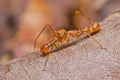 Kerengga ant-like jumper spider Royalty Free Stock Photo