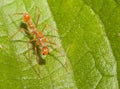 Kerengga ant-like jumper spider