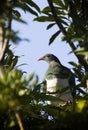 Kereru Royalty Free Stock Photo