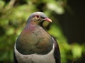 Kereru NZ Wood Pigeon Royalty Free Stock Photo