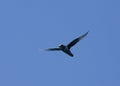 Kerguelen Petrel, Kerguelenstormvogel, Aphrodroma brevirostris Royalty Free Stock Photo