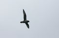 Kerguelen Petrel, Kerguelenstormvogel, Aphrodroma brevirostris Royalty Free Stock Photo