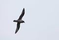 Kerguelenstormvogel, Kerguelen Petrel, Aphrodroma brevirostris Royalty Free Stock Photo