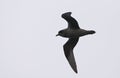 Kerguelenstormvogel, Kerguelen Petrel, Aphrodroma brevirostris Royalty Free Stock Photo