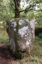 Kerjean alignments - megalithic monument in Brittany