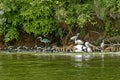 Kerkini lake birds life