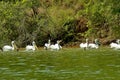 Kerkini lake birds life