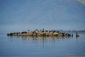 Great Cormorants (Phalacrocorax carbo) - Kerkini, Greece