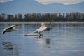 Dalmatian pelicans (Pelecanus crispus) - Kerkini lake, Greece