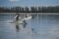 Dalmatian pelicans (Pelecanus crispus) - Kerkini lake, Greece