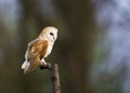 Kerkuil, Barn Owl, Tyto alba Royalty Free Stock Photo