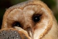 Kerkuil, Barn Owl, Tyto alba Royalty Free Stock Photo