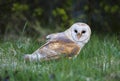 Kerkuil, Barn Owl, Tyto alba Royalty Free Stock Photo