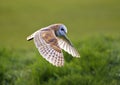 Kerkuil, Barn Owl, Tyto alba Royalty Free Stock Photo