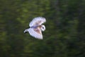 Kerkuil, Barn Owl, Tyto alba Royalty Free Stock Photo