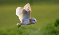 Kerkuil, Barn Owl, Tyto alba Royalty Free Stock Photo