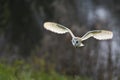 Kerkuil, Barn Owl, Tyto alba Royalty Free Stock Photo