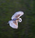 Kerkuil, Barn Owl, Tyto alba Royalty Free Stock Photo