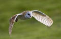 Kerkuil, Barn Owl,Tyto alba Royalty Free Stock Photo