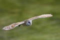 Kerkuil, Barn Owl,Tyto alba Royalty Free Stock Photo