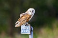 Kerkuil, Barn Owl, Tyto alba Royalty Free Stock Photo