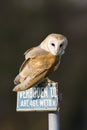 Kerkuil, Barn Owl, Tyto alba Royalty Free Stock Photo