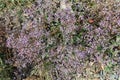 Kermek ordinary (Limonium vulgare)