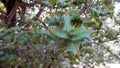 Kermes Oak leaves (Quercus coccifera) in Himachal Pradesh, India forest