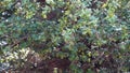 Kermes Oak leaves (Quercus coccifera) in Himachal Pradesh, India forest