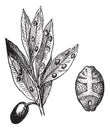 Kermes with olive, vintage engraving