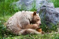 Kermode (Spirit) Bear Eating Honey Royalty Free Stock Photo