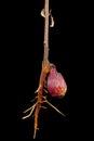 Kernel and root of sprout apricot tree, closeup, isolated on black background Royalty Free Stock Photo