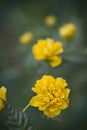 Kerria japonica Royalty Free Stock Photo