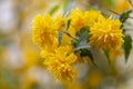 Kerria japonica, a beautiful yellow flowering shrub. Here seen as a single branch in full bloom. This is the cultivar Pleniflora. Royalty Free Stock Photo