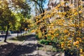 Kerria japonica blooming in spring park. Japanese rose. Bush with yellow flowers blossoming outdoors. Natural background Royalty Free Stock Photo