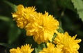 Kerria japonica (Japanese rose) Royalty Free Stock Photo