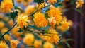 Kerria japonica, flower on a bush, yellow color