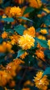 Kerria japonica, flower on a bush, yellow color