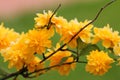 Kerria japonica Royalty Free Stock Photo