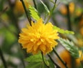 Kerria japonica (Japanese kerria) Royalty Free Stock Photo