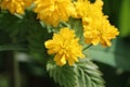 Kerria japonica (Japanese rose) Royalty Free Stock Photo