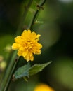 Kerria Japonica Pleniflora Royalty Free Stock Photo