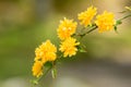 Kerria japonica pleniflora Royalty Free Stock Photo