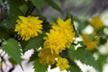 Kerria japonica pleniflora cultivar in bloom, called bachelors buttons yellow flowers on shrub branches Royalty Free Stock Photo