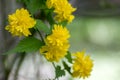 Kerria japonica pleniflora cultivar in bloom, called bachelors buttons yellow flowers on shrub branches Royalty Free Stock Photo